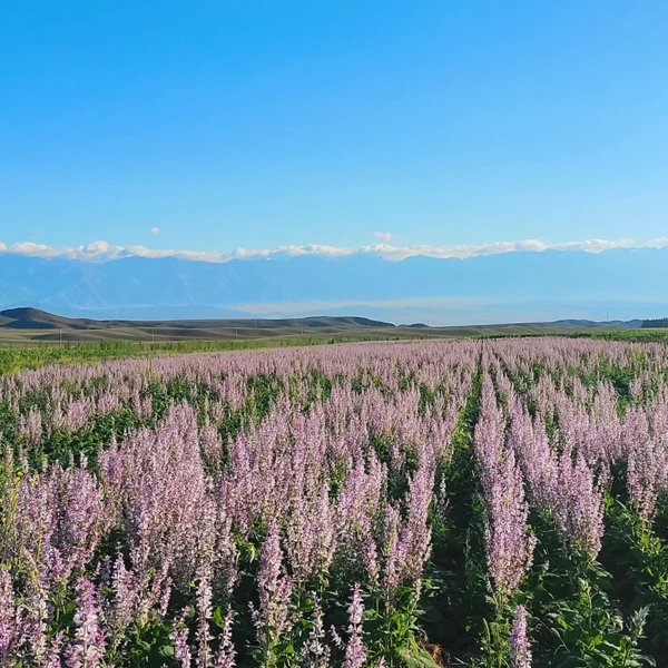 Natural Fragrance Ingredient Ambergris Essence Ambroxide Ambergris Ether 99%