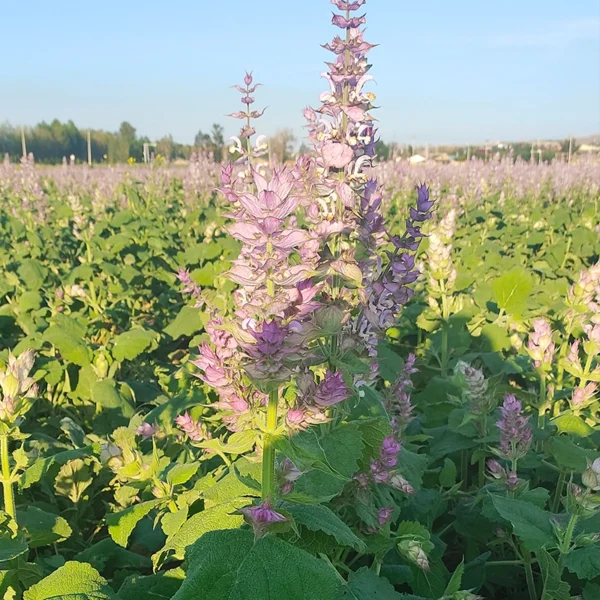 Natural Fragrance Ingredient Ambergris Essence Ambroxide Ambergris Ether 99%